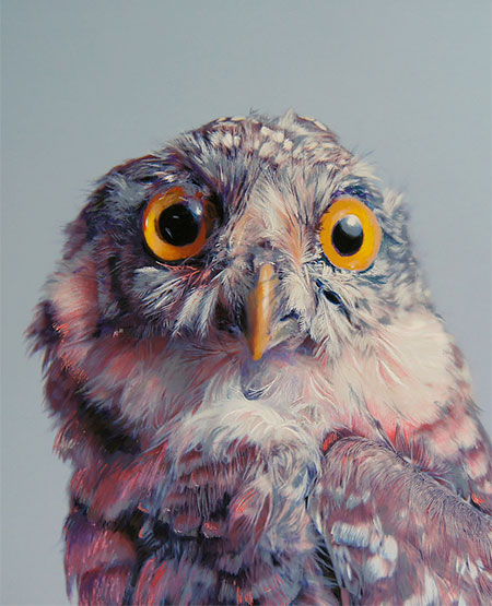 John Pusateri Owl Drawings