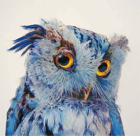 Owl Paintings by John Pusateri