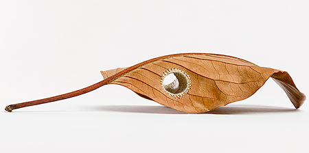 Leaf Art by Susanna Bauer