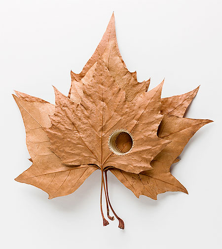 3D Leaf Art by Susanna Bauer