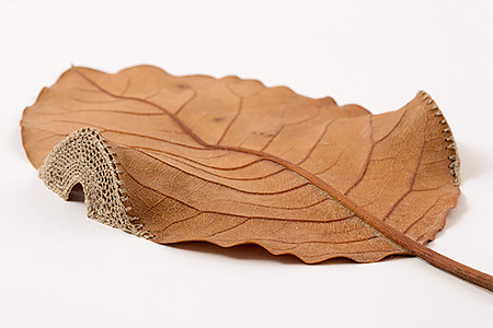 3D Leaf Art