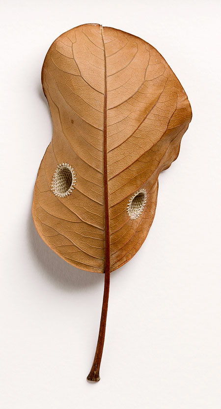 Leaf Sculptures by Susanna Bauer