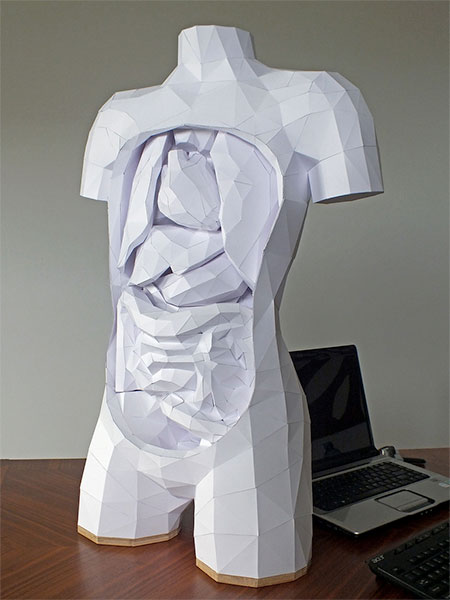 Paper Torso with Removable Organs
