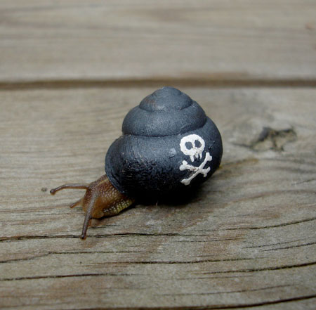 Pirate Snail