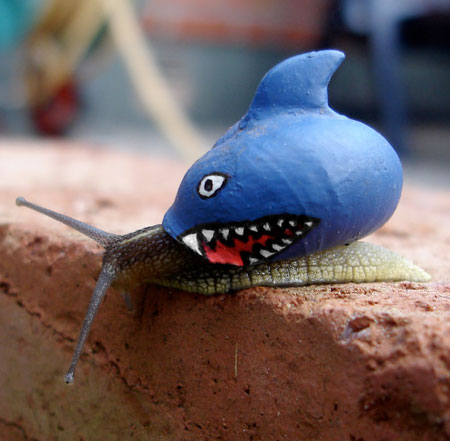 Shark Snail