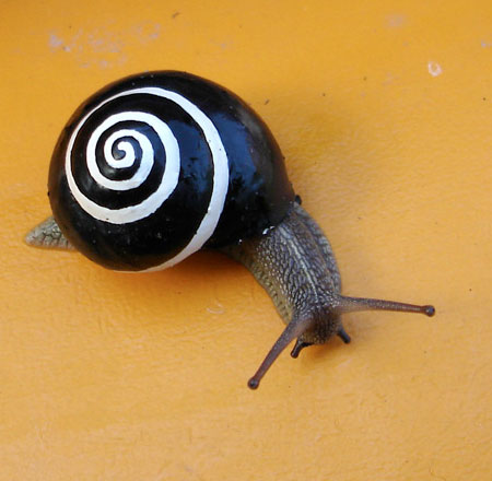 Hypnotic Snail