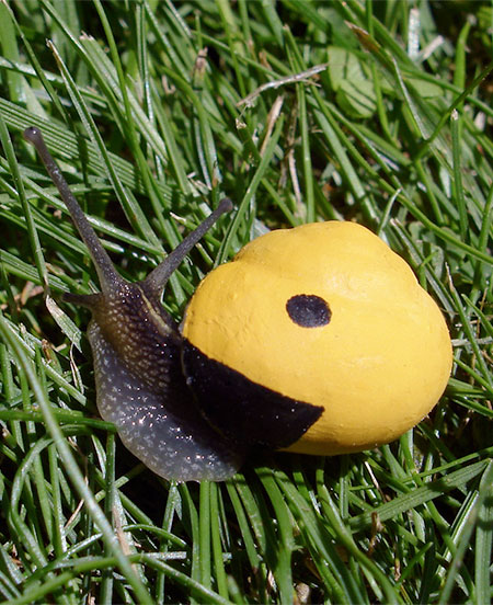 Pacman Snail