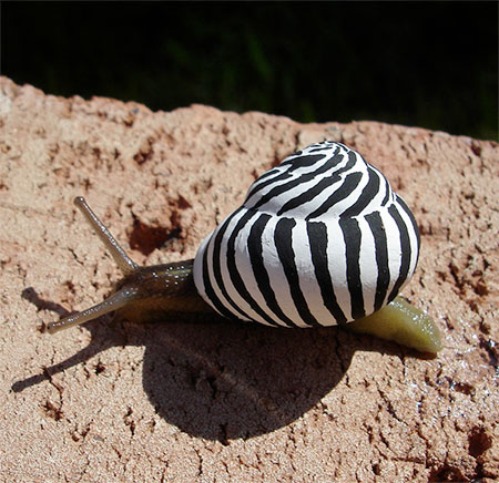 Zebra Snail