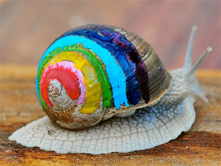 Rainbow Snail