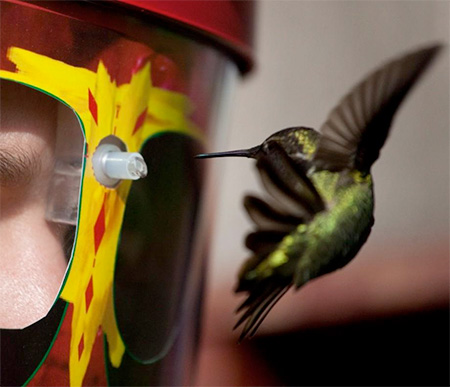 Hummingbird Feeder Mask