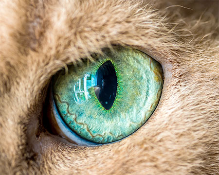 Macro Photos of Cat Eyes