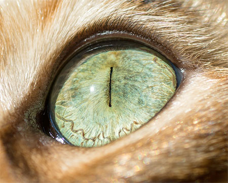 Close Up Photos of Cat Eyes