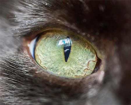 Macro Photos of Cats