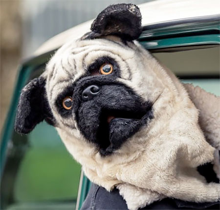 Pug Dog Costume