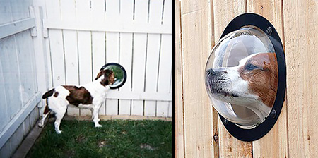 Fence Window for Dogs