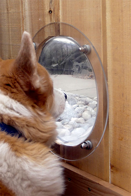 Fence Window for Pets