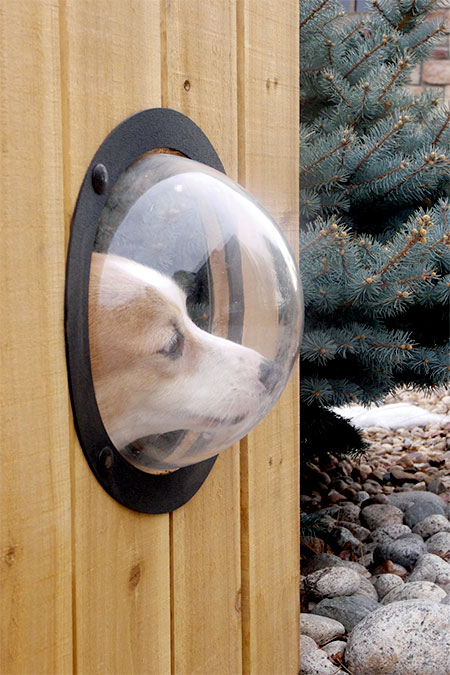 Window for Your Dog