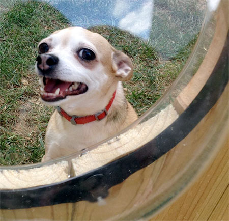 Fence Window