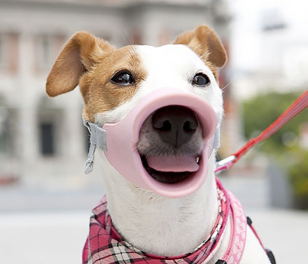 Quack Dog Muzzle