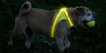 Illuminated Dog Vest