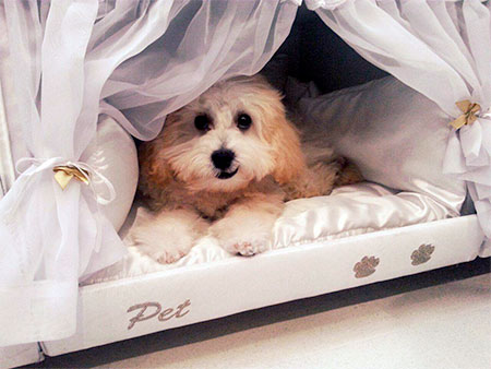 Mattress Dog Bed