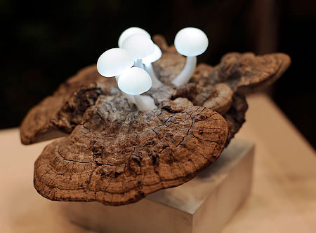 LED Mushroom Lamps