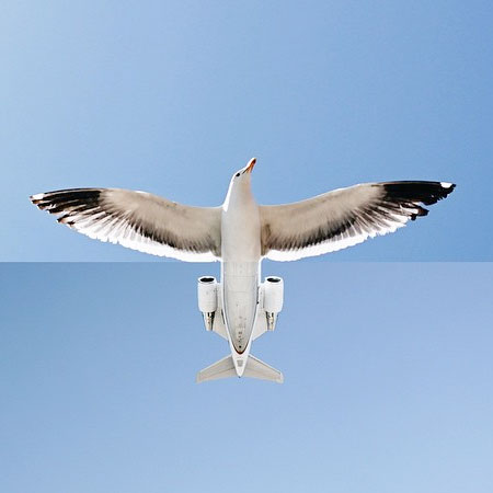 Airplane Bird