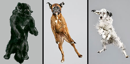 Dogs in the Air