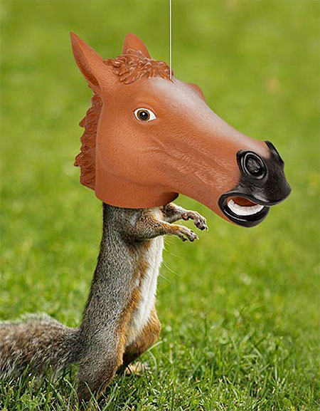 Horse Squirrel