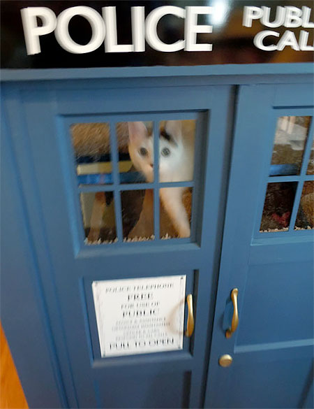 Doctor Who Cat