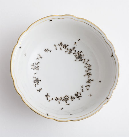 Evelyn Bracklow Porcelain Covered with Ants