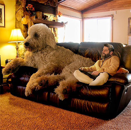 Christopher Cline Giant Dog