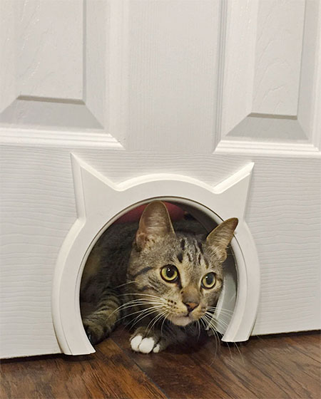 Door for Cats