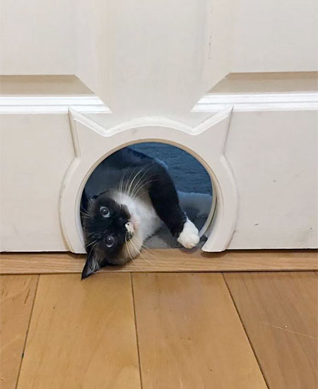 Pet Door