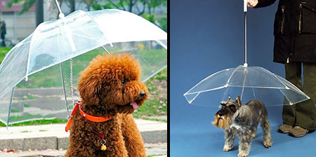 Dog Umbrella