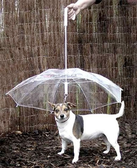 Pet Umbrella