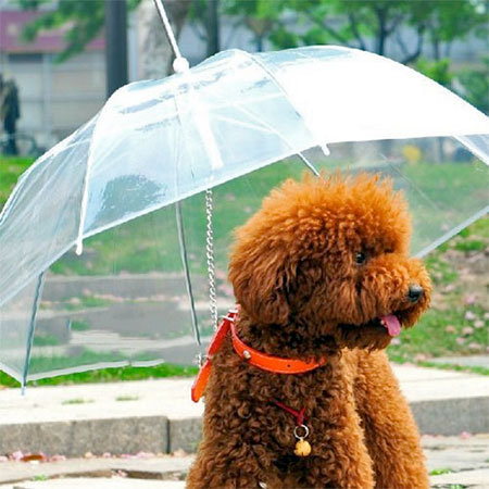 Transparent Dog Umbrella