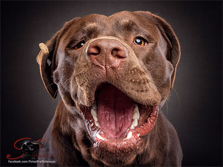 Christian Vieler Dogs Catching Treats