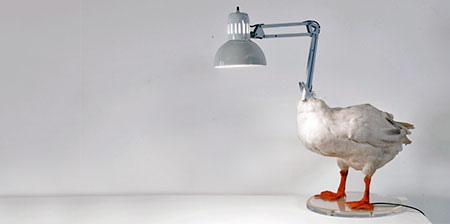 Duck Lamp