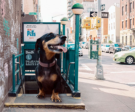 Giant Dog in New York