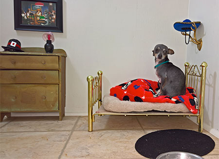 Doghouse Under the Stairs