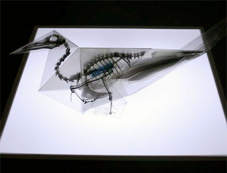 X-Ray Origami Birds