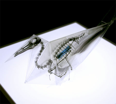 X-Ray Origami Bird