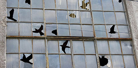 Broken Window Birds