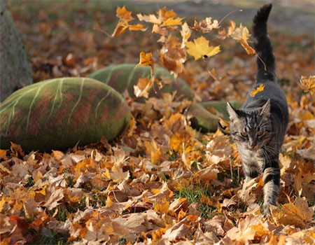 Leaf Cat House