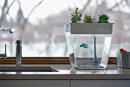 Self-Cleaning Fish Tank