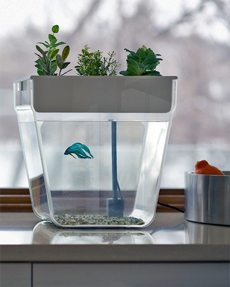 Self-Cleaning Fishtank