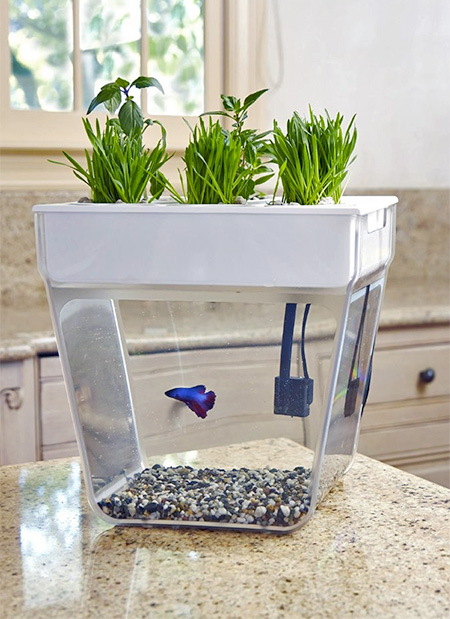 Garden Aquarium