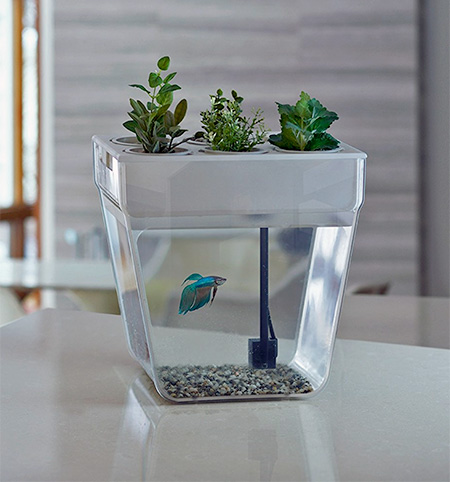 Plant Aquarium