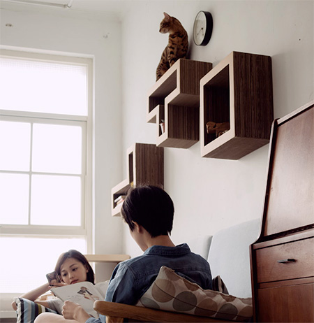 Cat Shelves